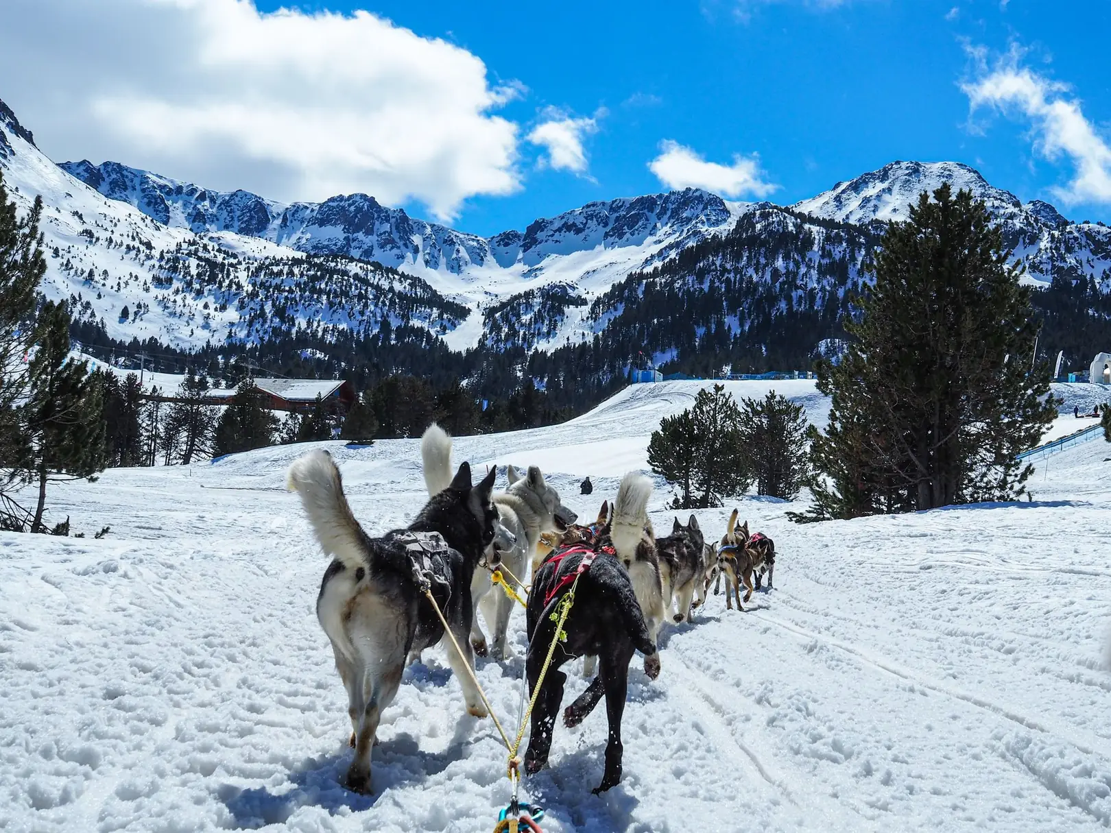 Vendette Peak, nearby activity: Dog sled team crossing a snowy mountain landscape, luxury vacation rental in Silverthorne, Colorado